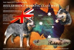 letáček krycí pes